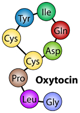 oxytocin_illustration