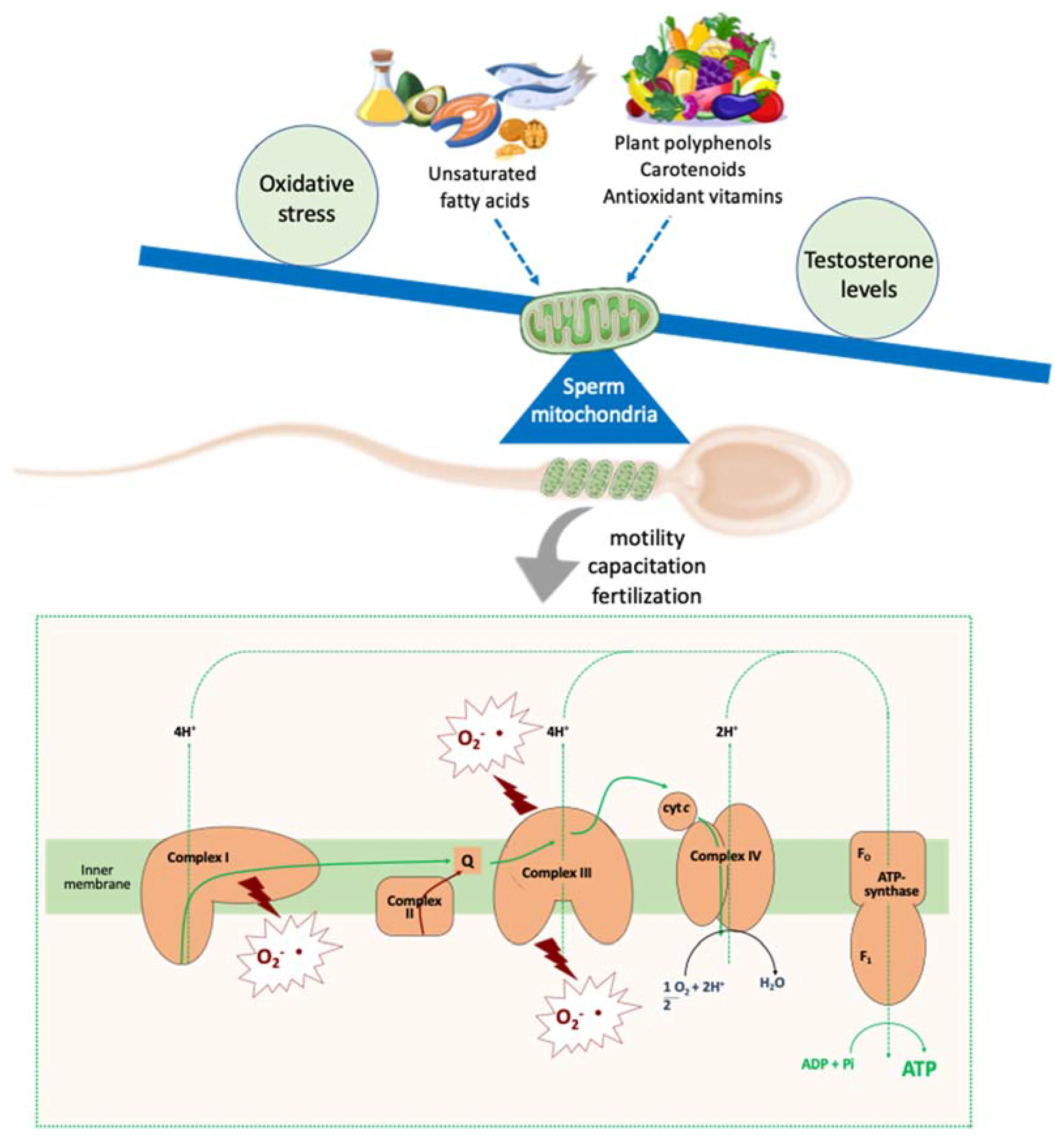 Alimentation et fertilité masculine : l&rsquo;impact des nutriments et des antioxydants sur la qualité des spermatozoïdes