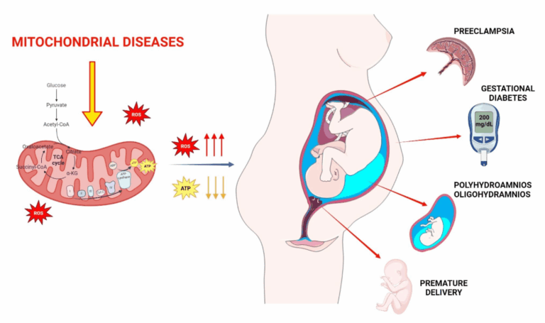 Rôle des antioxydants dans l’alimentation maternelle pendant la grossesse permettant d&rsquo;atténuer lors du développement du foetus la programmation des maladies chroniques